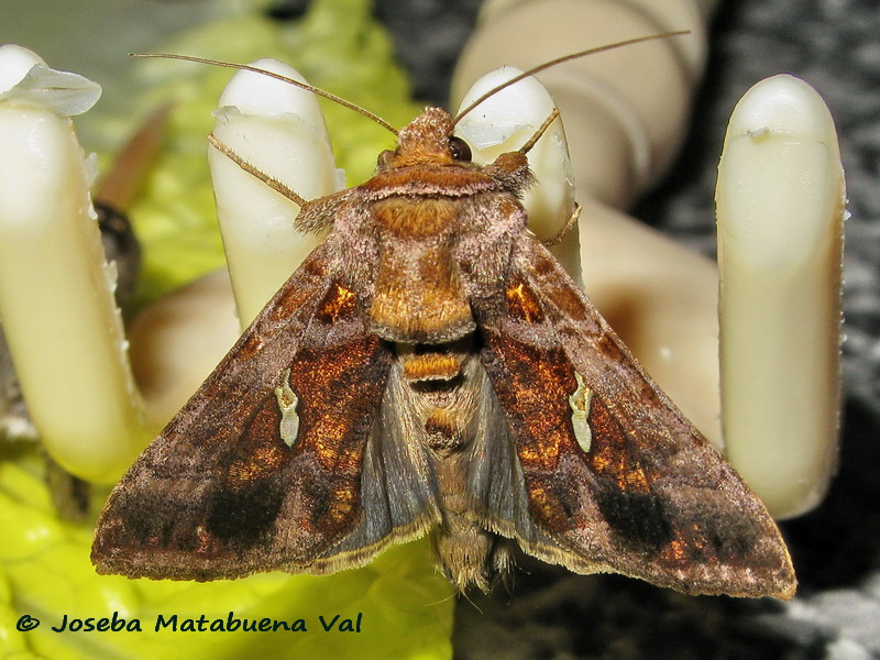 Chrysodeixis chalcites - Noctuidae